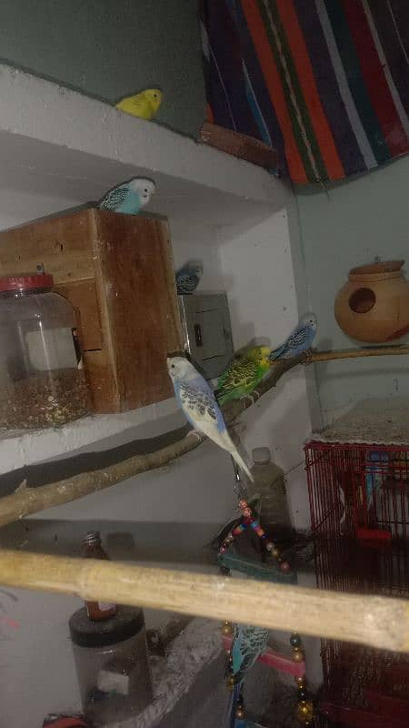 cocktiel budgie exi rainbow working All breeder pair with chicks 9