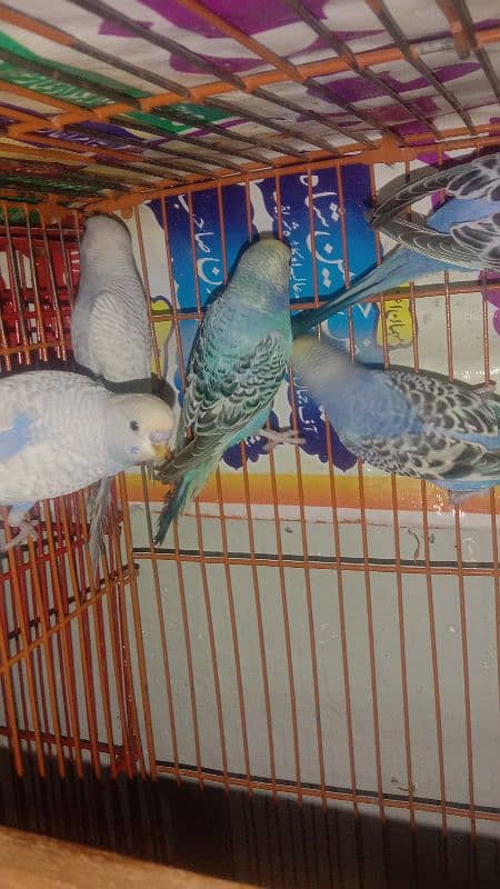 cocktiel budgie exi rainbow working All breeder pair with chicks 10