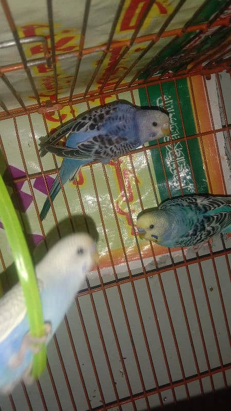 cocktiel budgie exi rainbow working All breeder pair with chicks 11