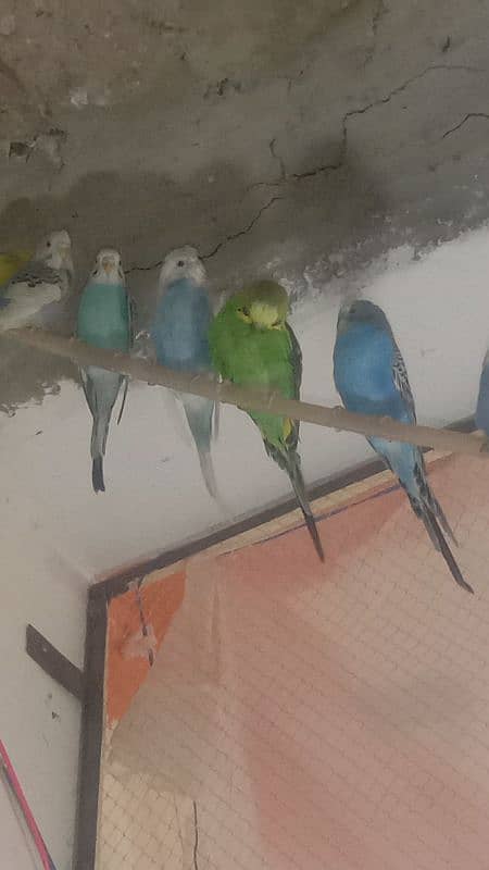 cocktiel budgie exi rainbow working All breeder pair with chicks 12