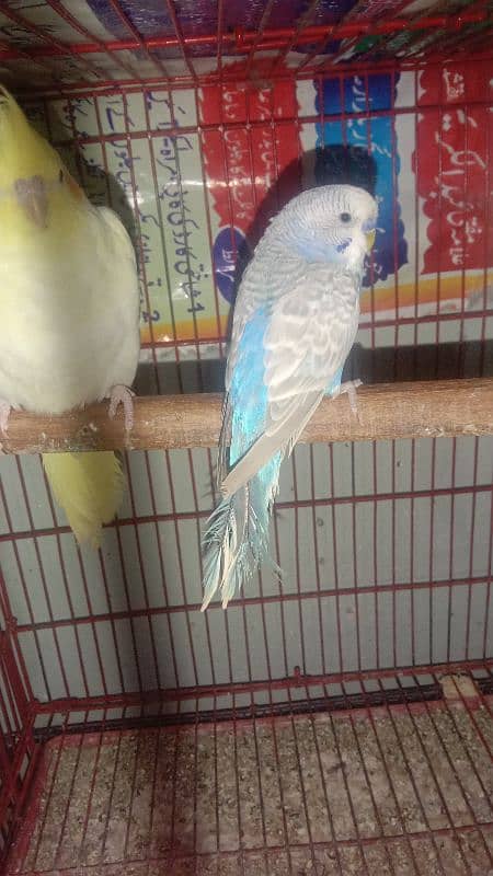 cocktiel budgie exi rainbow working All breeder pair with chicks 13