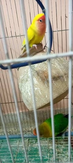 lovebirds for sell with cage