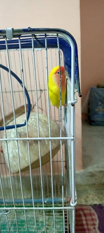 lovebirds for sell with cage 1