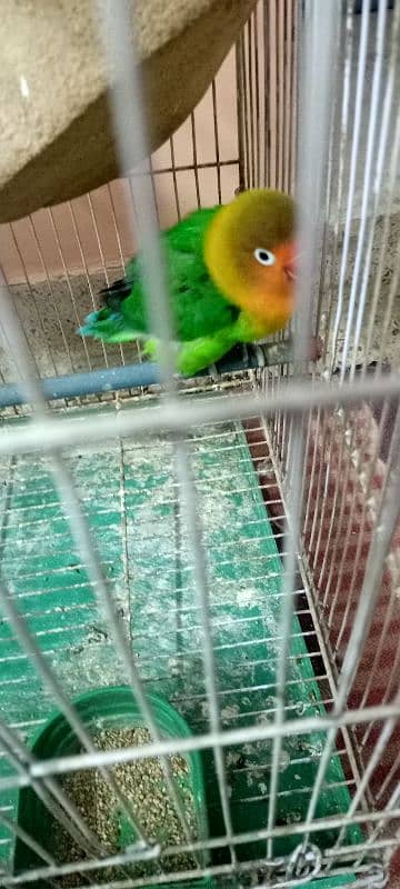 lovebirds for sell with cage 2