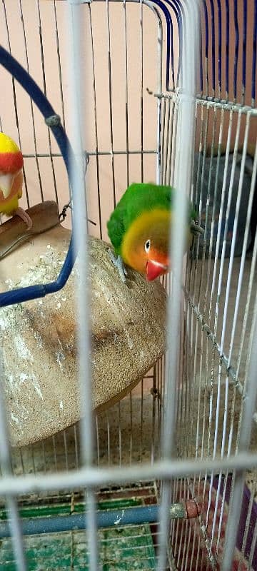 lovebirds for sell with cage 3