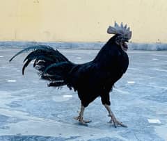 Ayam Cemani Black Hen male