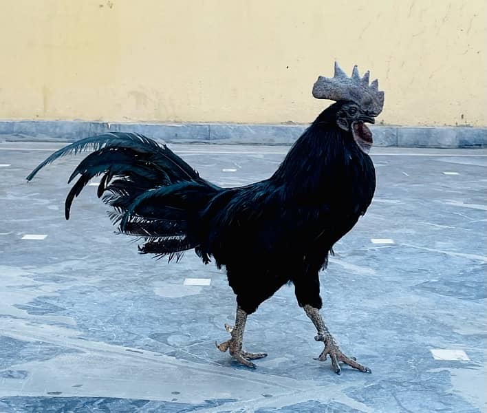 Ayam Cemani Black Hen male 0