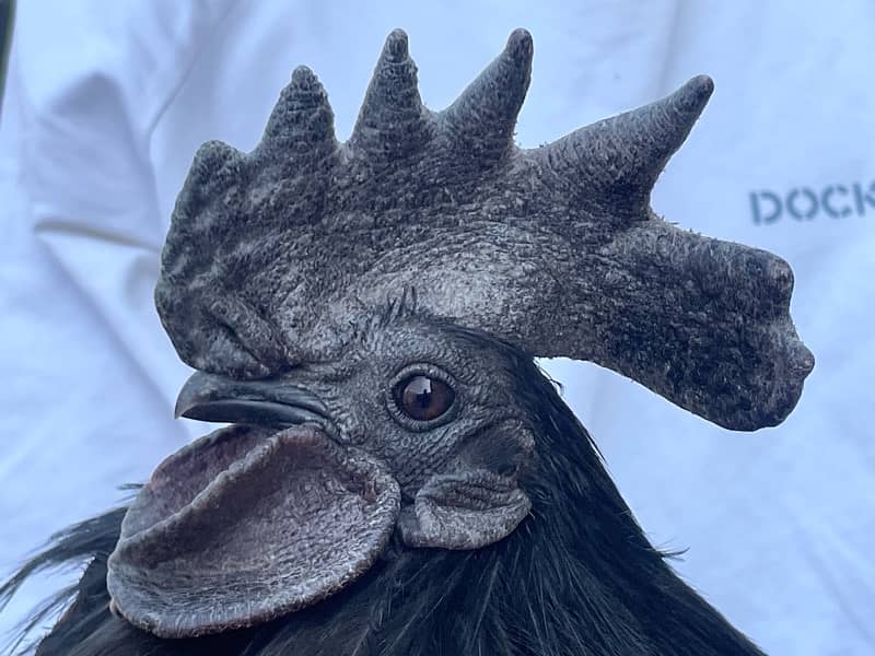 Ayam Cemani Black Hen male 1