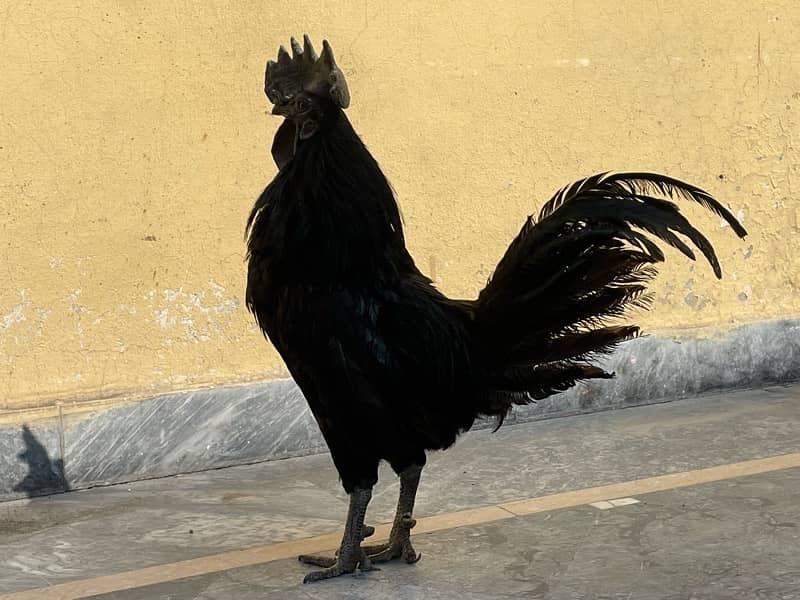 Ayam Cemani Black Hen male 2