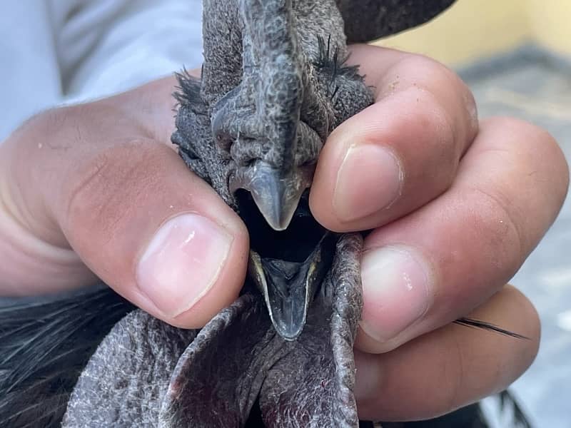 Ayam Cemani Black Hen male 4