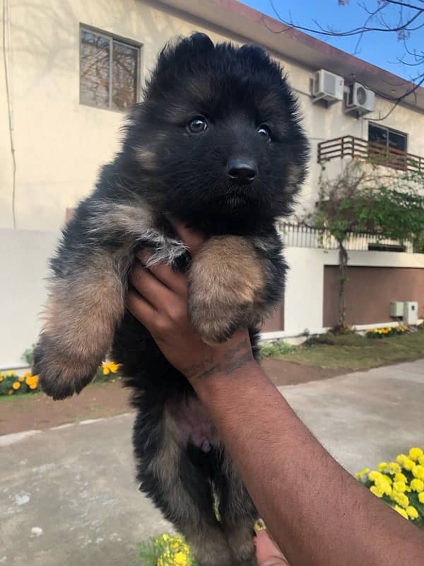 GSD long coat female puppy 2