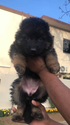 GSD long coat female puppy