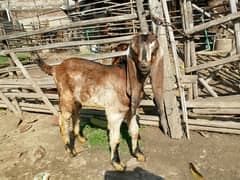 Beautiful Beetal female goat Kid for sale