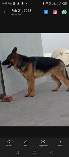 German shepherd male for sale