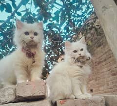 WHITE PERSIAN CATS PAIR TRIPLE COAT