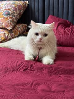 WHITE PERSIAN CAT | MALE | 1.5 YEARS | FULLY VACCINATED