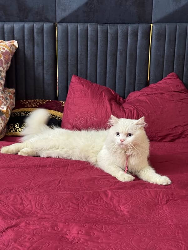 WHITE PERSIAN CAT | MALE | 1.5 YEARS | FULLY VACCINATED 1