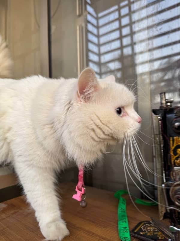 WHITE PERSIAN CAT | MALE | 1.5 YEARS | FULLY VACCINATED 2