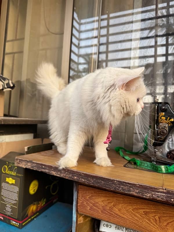 WHITE PERSIAN CAT | MALE | 1.5 YEARS | FULLY VACCINATED 3