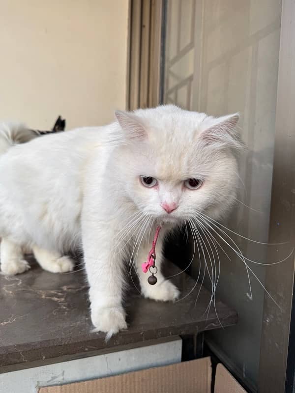 WHITE PERSIAN CAT | MALE | 1.5 YEARS | FULLY VACCINATED 4