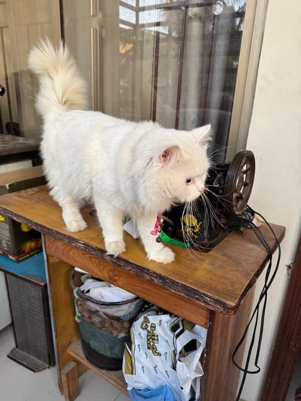 WHITE PERSIAN CAT | MALE | 1.5 YEARS | FULLY VACCINATED 5