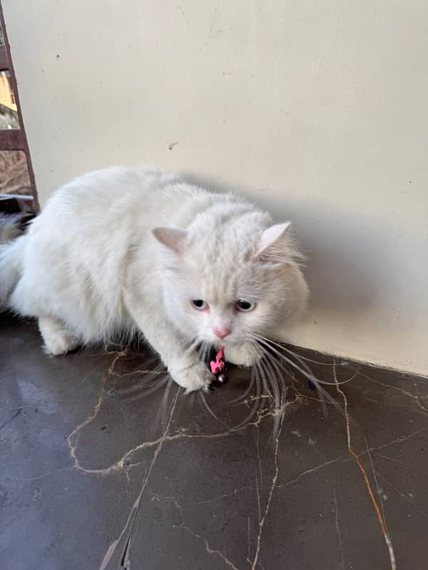 WHITE PERSIAN CAT | MALE | 1.5 YEARS | FULLY VACCINATED 6