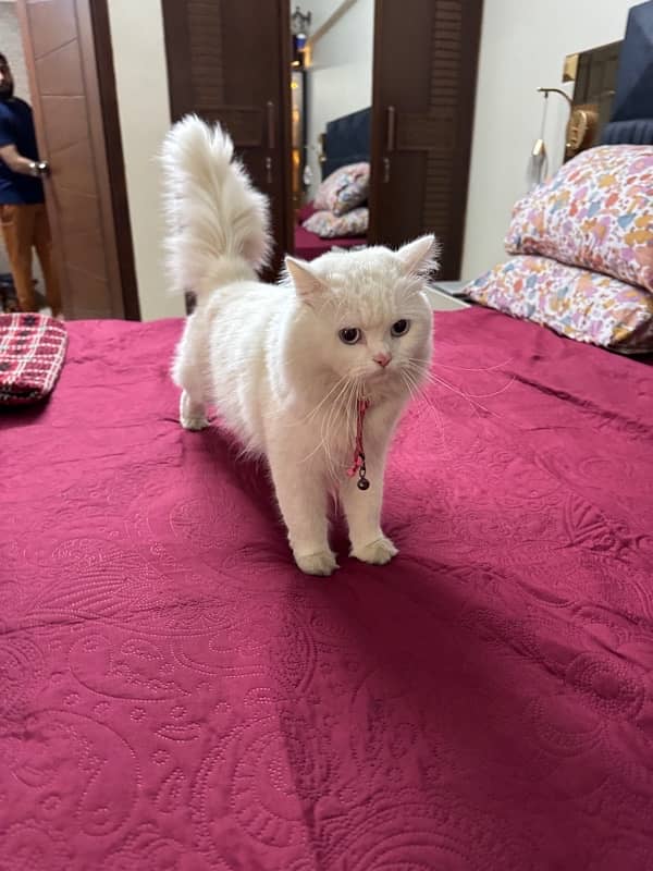 WHITE PERSIAN CAT | MALE | 1.5 YEARS | FULLY VACCINATED 7