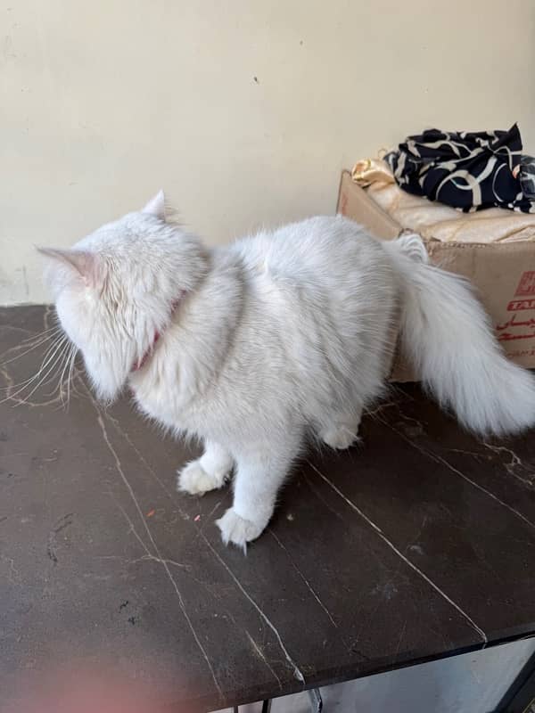 WHITE PERSIAN CAT | MALE | 1.5 YEARS | FULLY VACCINATED 8