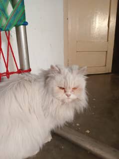 2 year old persian pair