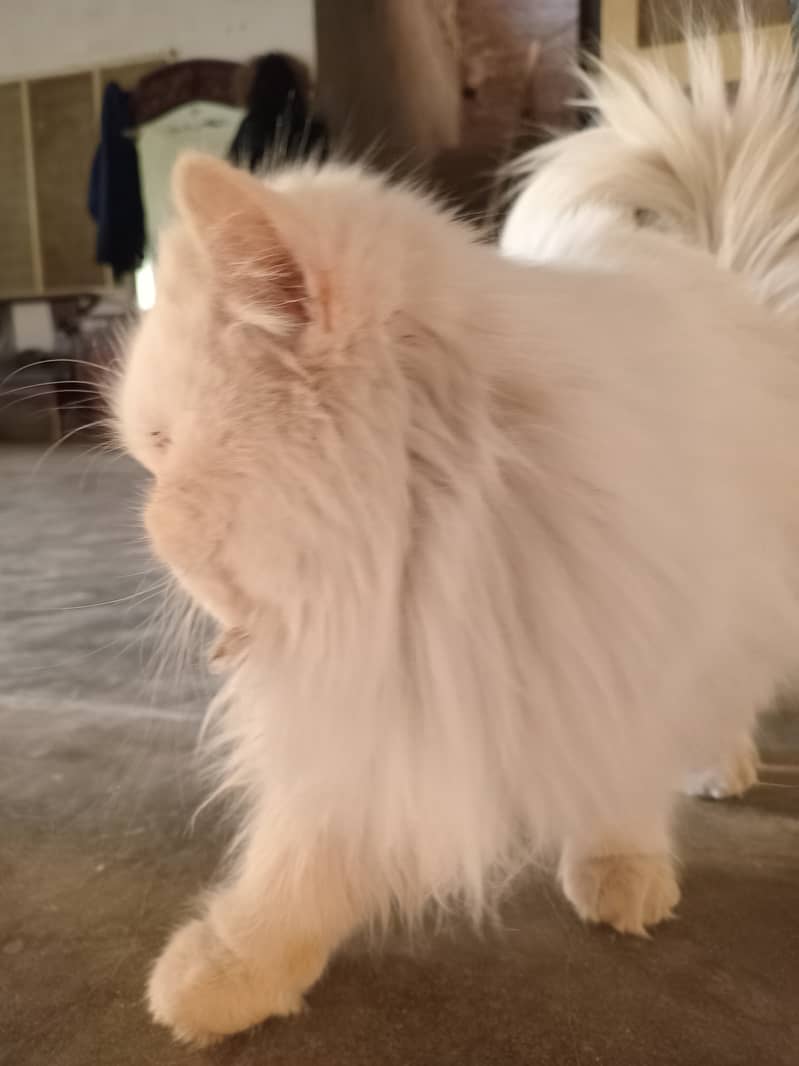 2 year persian pair 1