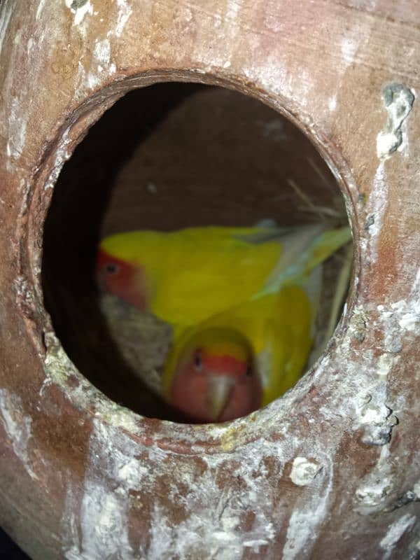 love bird 2