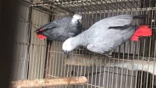 african grey african gray parrot pair