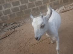 GOAT FOR SALE