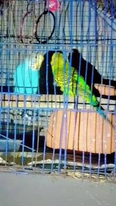 parrot budgies egg pair