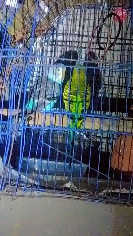 parrot budgies egg pair 1