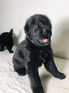 Black German shepherd puppies