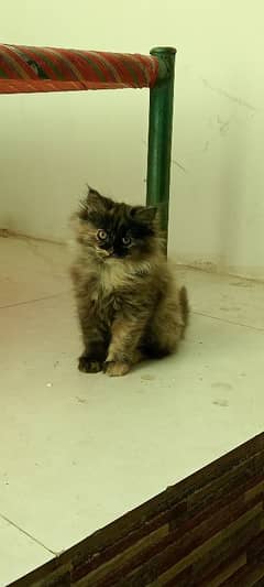 rare colour Persian kitten for sale