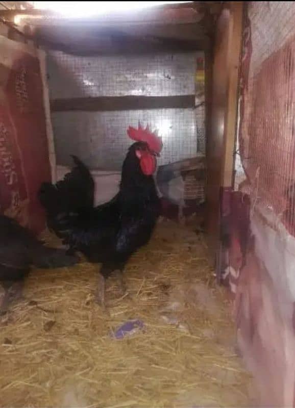 australop/ Australorp male breeder 0