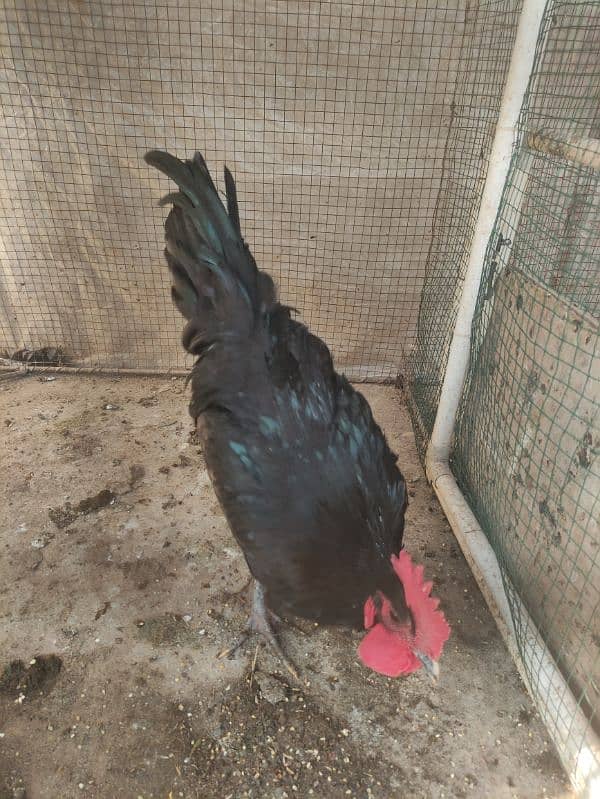 australop/ Australorp male breeder 1