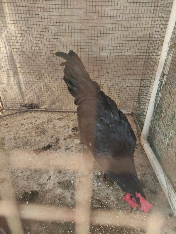 australop/ Australorp male breeder 2