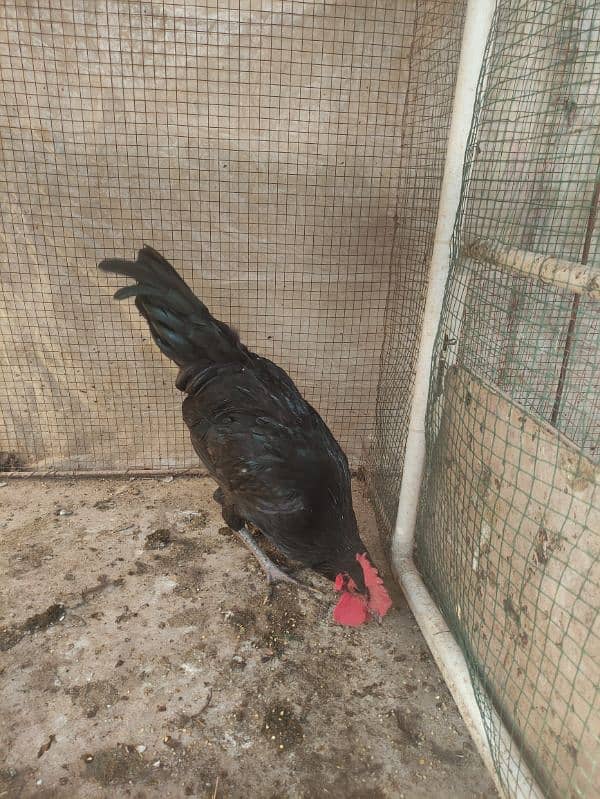 australop/ Australorp male breeder 3