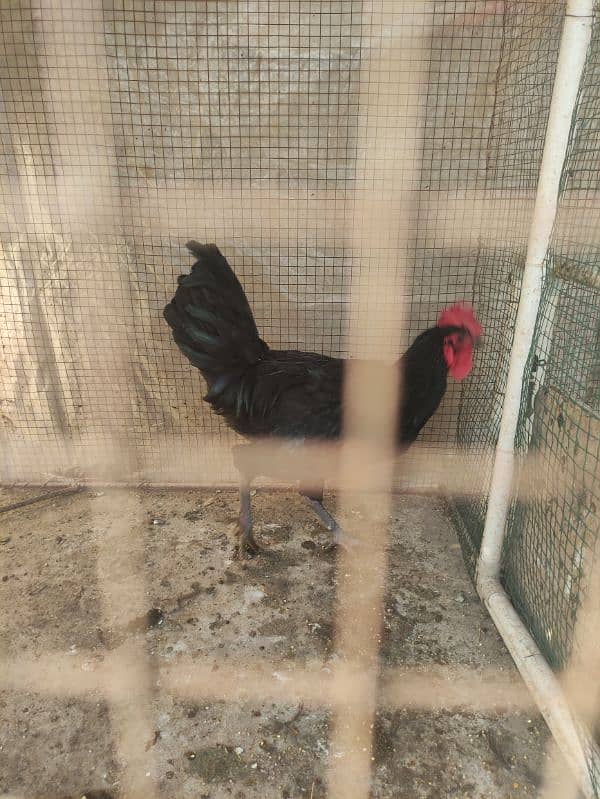 australop/ Australorp male breeder 4