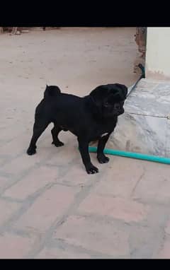 pug male age 14 month