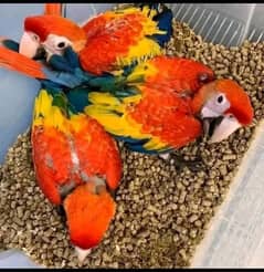 red macaw parrot cheeks for sale 03=37=860=31=89