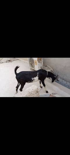 bakra