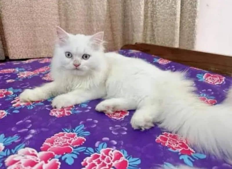 Persian beautiful cat for sale my WhatsApp number 0325-74-52-678 1