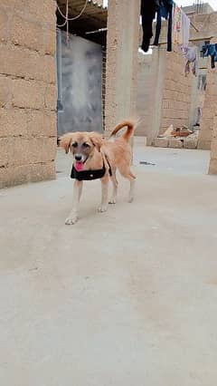 afghan kuchi dog