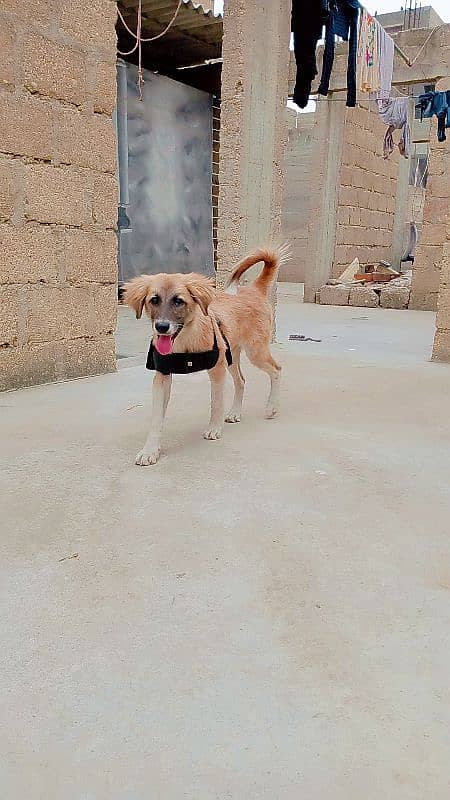 afghan kuchi dog 0