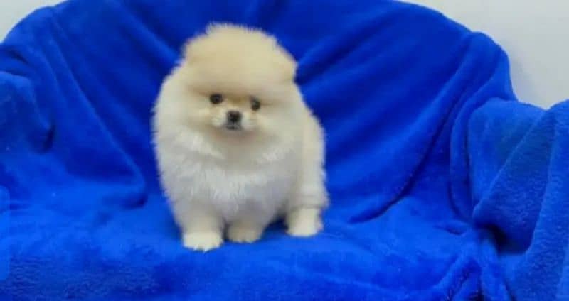 Pomeranian puppy tea cup size 2