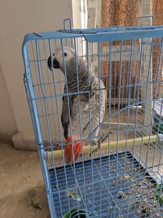 African Grey Parrot Male 11 months old